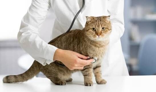 emergency pet care in Encino