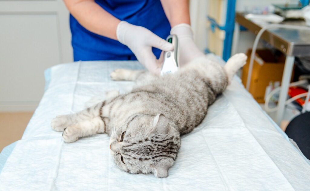 emergency vet near you in Encino